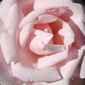 Comanda trandafiri online - Roz - trandafiri târâtori și cățărători, Climber - trandafir cu parfum discret - Rosa New Dawn - Somerset Rose Nursery - ,-
